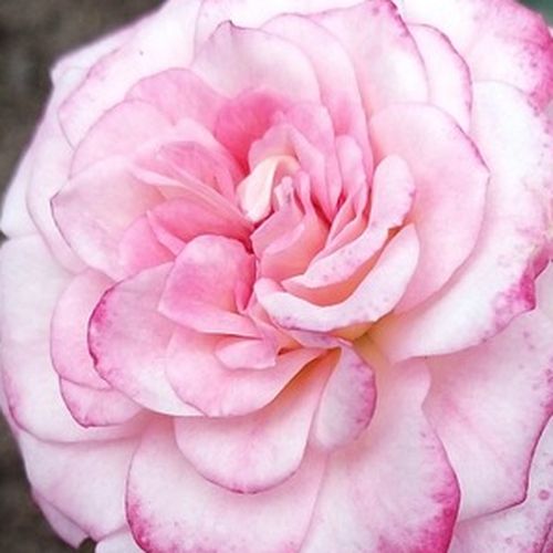 Objednávka ruží - Ružová - trpasličia, mini ruža - mierna vôňa ruží - Rosa Portofino™ - Michel Adam - -
